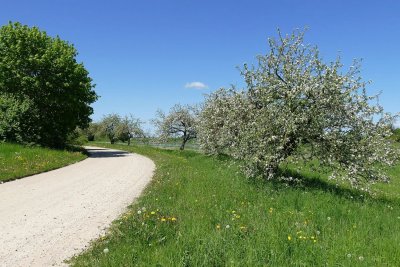 Lielupe near Bauska