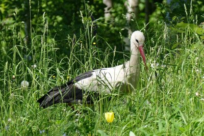 White stork