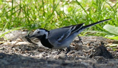 White wagtail