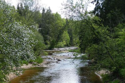 Amata