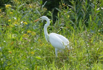 Great White Heron at Venta 