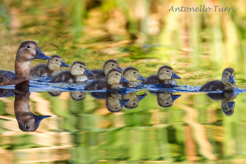 Common Pochard