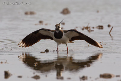 Northern Lapwing