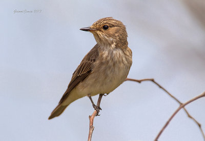 Spotted Flycatcher