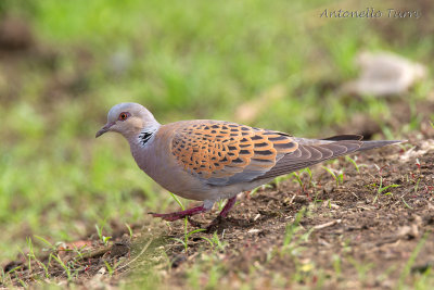 Eurasian Turtle Dove
