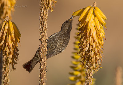 Dusky Sunbird