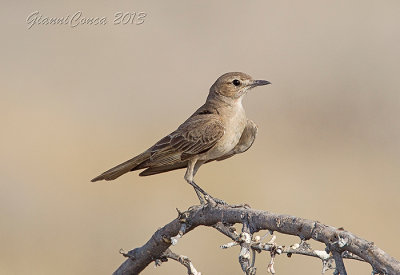 Chat Flycatcher  