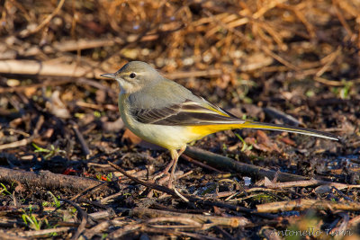 Grey Wagtail