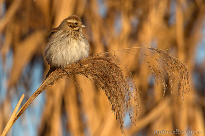 Reed Bunting