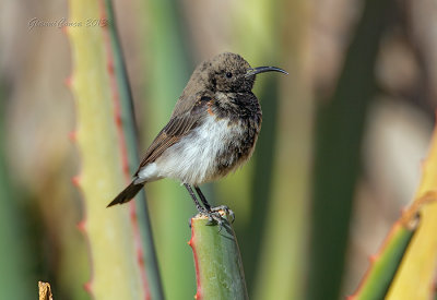 Dusky Sunbird