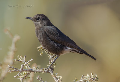 Mountain Wheatear