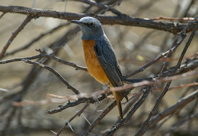 Short-toed Rock-thrush