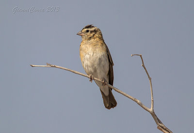 Yellow-throated Bush-sparrow