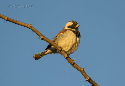 Cape Sparrow
