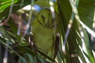 Barn Owl