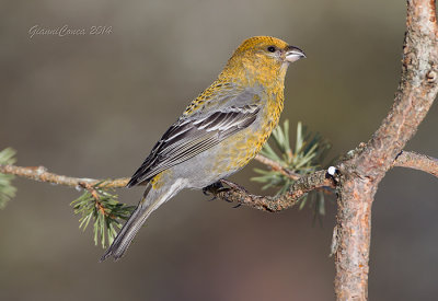 Pine Grosbeak