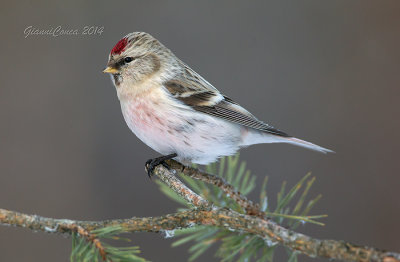 Arctic Redpoll