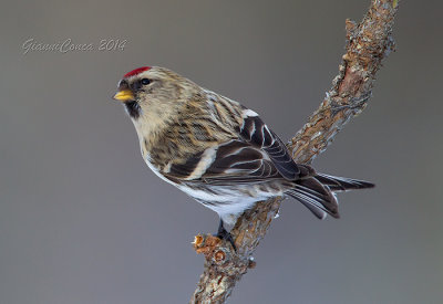 Common Redpoll