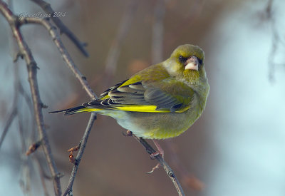 European Greenfinch