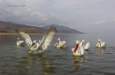 Dalmatian Pelican