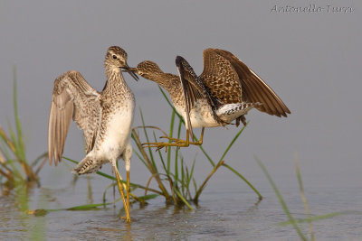Wood Sandpiper