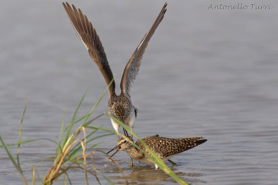 Wood Sandpiper