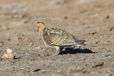 Pin-tailed Sandgrouse (m.)