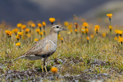 Eurasian Dotterel