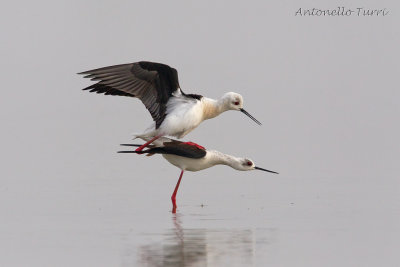 Black-winged Stilt