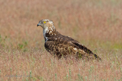 European Honey Buzzard