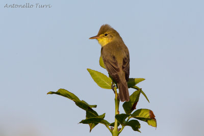 Melodious Warbler