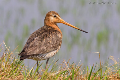 Black-tailed Godwit