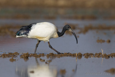 Sacred Ibis