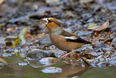 Hawfinch