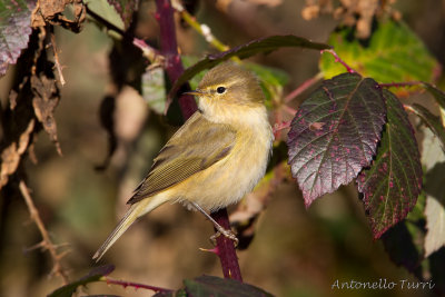 Common Chiffchaff
