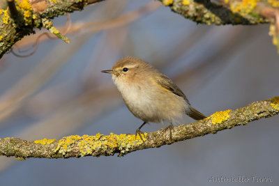 Common Chiffchaff