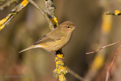 Common Chiffchaff