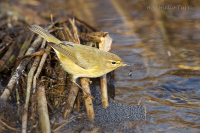 Common Chiffchaff