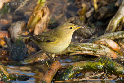 Common Chiffchaff