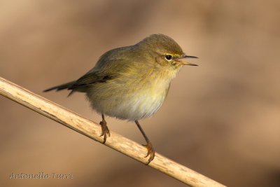 Common Chiffchaff