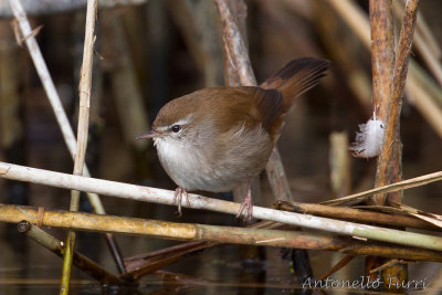 Cetti's Warbler