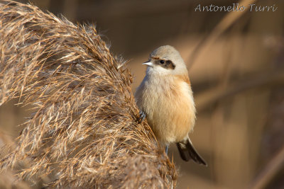 Eurasian Penduline Tit