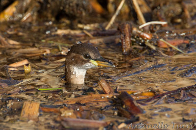 Little Grebe