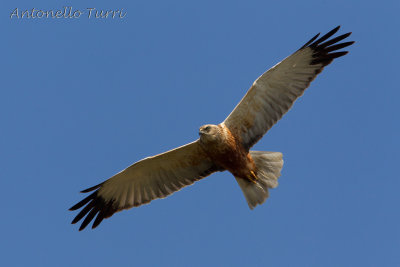 Western Marsh Harrier