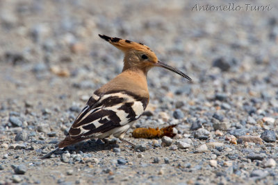Hoopoe
