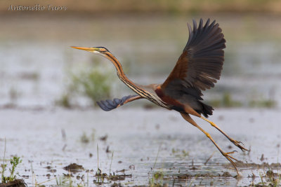 Purple Heron