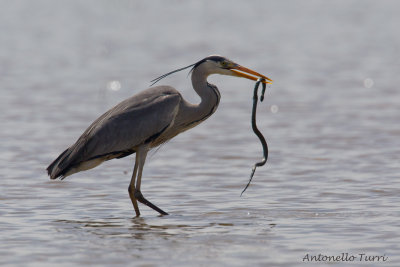 Grey Heron