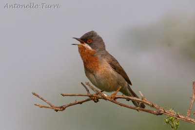 Subalpine Warbler