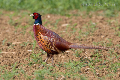 Common Pheasant