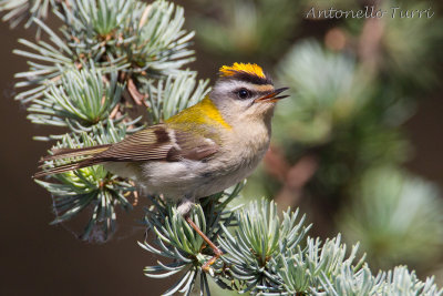 Firecrest